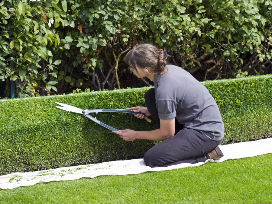 Gardener trimming a low hedge with shears